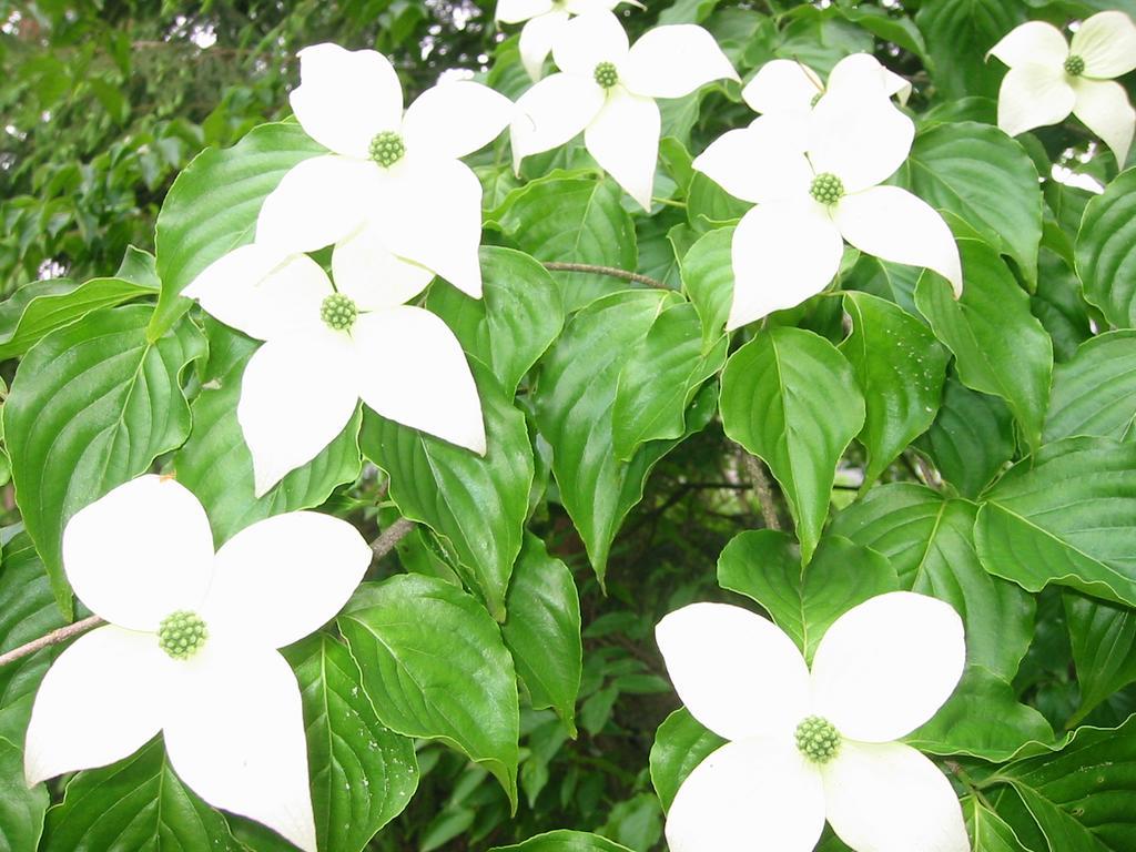 Anise Garden Hakuba Exterior foto