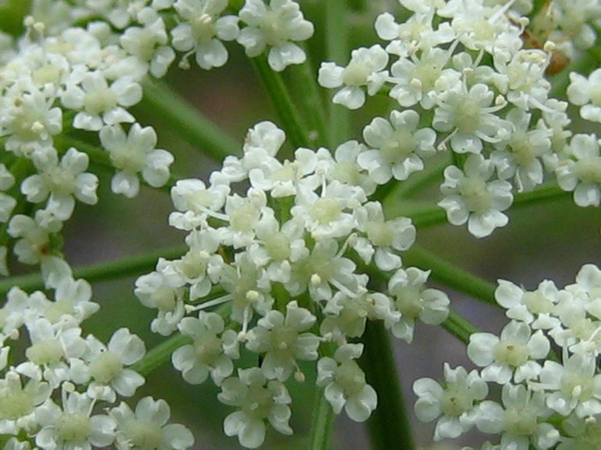 Anise Garden Hakuba Exterior foto